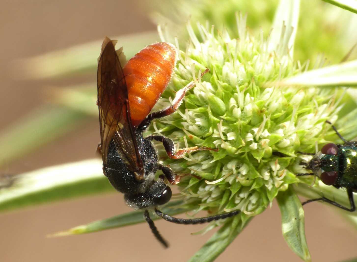 Sphecodes albilabris rubripes  e  Sphecodes sp.